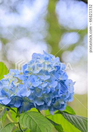 Hydrangea in full bloom blooming on the fresh green of Mt. 66821332