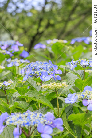 在盛開在山的新鮮綠色的繡球花。 在盛開在山的新鮮綠色的繡球花。 66821334