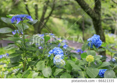 在盛開在山的新鮮綠色的繡球花。 66821335