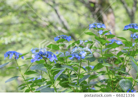 在盛開在山的新鮮綠色的繡球花。 在盛開在山的新鮮綠色的繡球花。 66821336