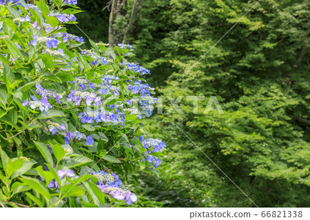 在盛開在山的新鮮綠色的繡球花。 在盛開在山的新鮮綠色的繡球花。 66821338