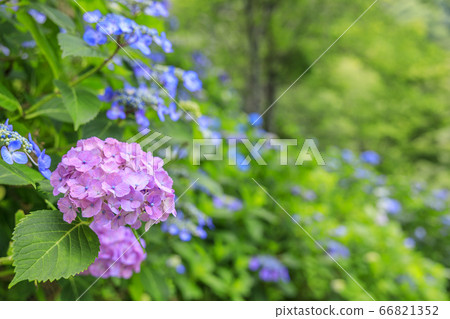 在盛開在山的新鮮綠色的繡球花。 66821352