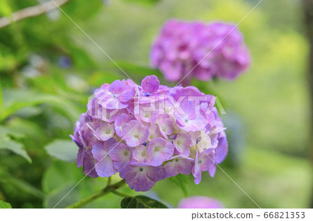 在盛開在山的新鮮綠色的繡球花。 在盛開在山的新鮮綠色的繡球花。 66821353
