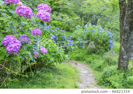 Hydrangea in full bloom blooming on the fresh green of Mt. Hydrangea in full bloom blooming on the fresh green of Mt. 66821354