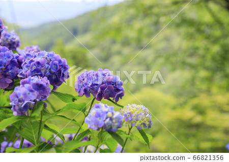 Hydrangea in full bloom blooming on the fresh green of Mt. 66821356