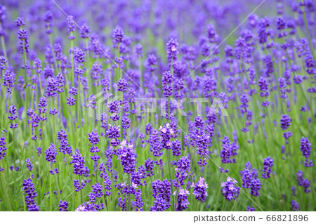 Lavender field 66821896