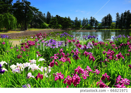 World Heritage Hiraizumi Hikokuji Ayame Festival 66821971