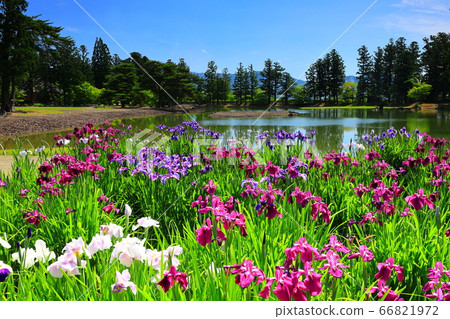 World Heritage Hiraizumi Hikokuji Ayame Festival World Heritage Hiraizumi Hikokuji Ayame Festival 66821972