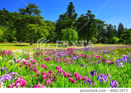 世界遺產平泉Hikokuji Ayame節 66821973