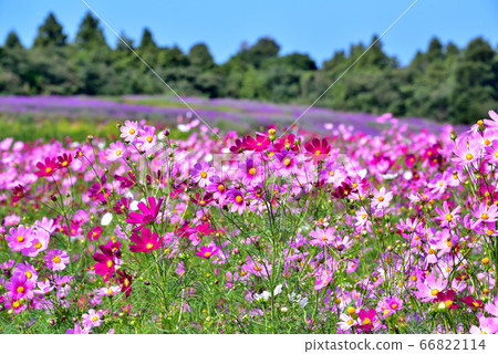 宇宙 宇宙 66822114