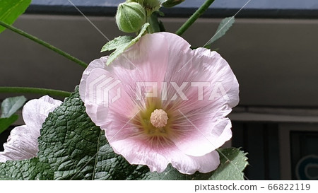 蜀葵 蜀葵 66822119