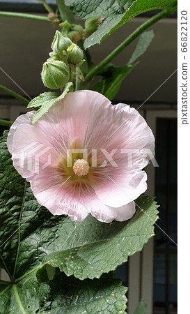 蜀葵 蜀葵 66822120