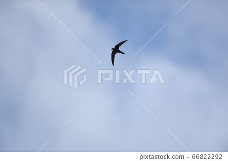 Swallows flying in the sky (Hokkaido, Shiretoko) 66822292