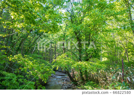 In front of the Mikuni Tunnel, along Route 17, Asagai River, a view of the fresh greenery, Niigata Prefecture side In front of the Mikuni Tunnel, along Route 17, Asagai River, a view of the fresh greenery, Niigata Prefecture side 66822580