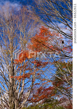 Autumn leaves of Izu Autumn leaves of Izu 66822611