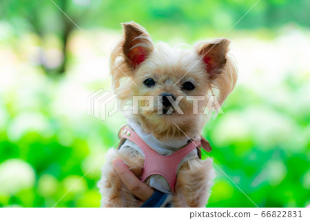 Dog and hydrangea Dog and hydrangea 66822831