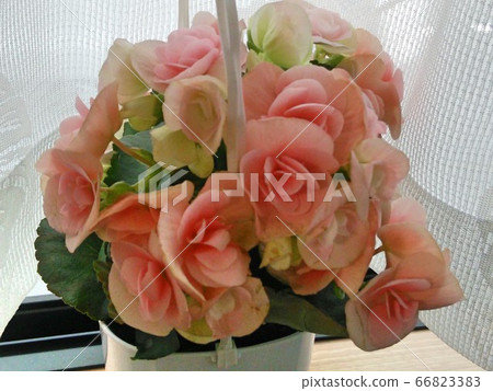 花 66823383