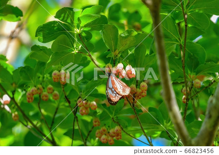 Asagi Madara @奈良在陽光下沐浴時吮吸杜鵑花杜鵑花的花蜜 66823456