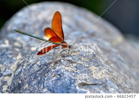 三鷹川蜻蜓在光線下放鬆 66823457