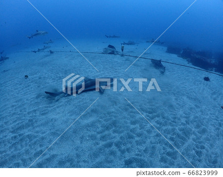 Ido diving Ido diving 66823999