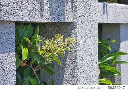 綠珊瑚芽 綠珊瑚芽 66824047