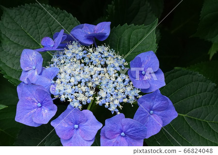 額頭繡球花藍色花 66824048