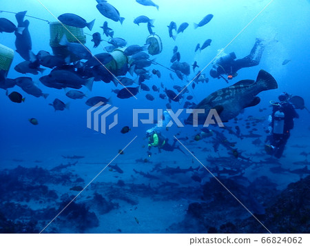 Ido diving Ido diving 66824062