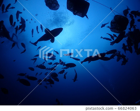 Ido diving Ido diving 66824063