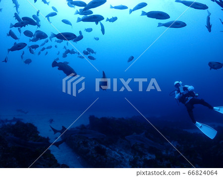 Ido diving Ido diving 66824064