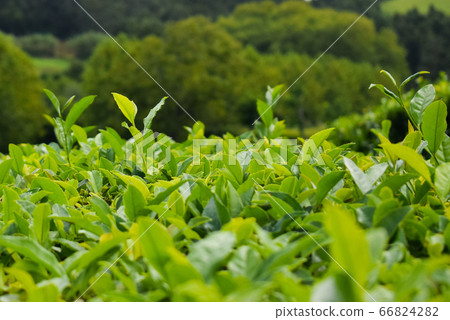 Tea plantations on Azorean island Sao Miguel 66824282