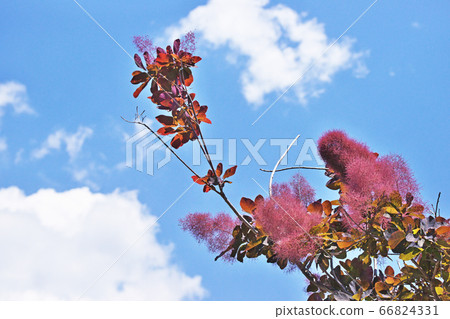 青銅熏樹花 66824331