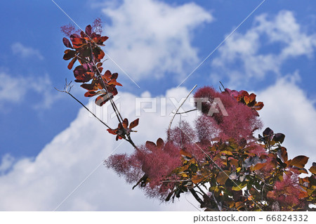 青銅熏樹花 青銅熏樹花 66824332