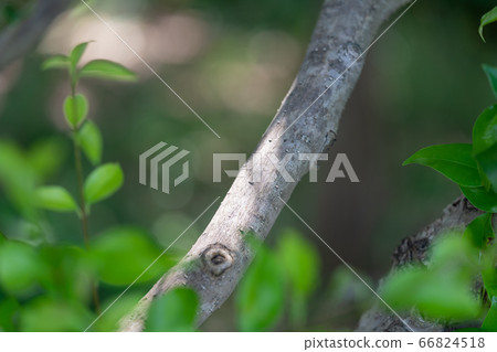 Rodent Mochi: Rattan (Amaceae, Ibotanaceae) bark/bark/bark/outer skin/bark/grain Rodent Mochi: Rattan (Amaceae, Ibotanaceae) bark/bark/bark/outer skin/bark/grain 66824518