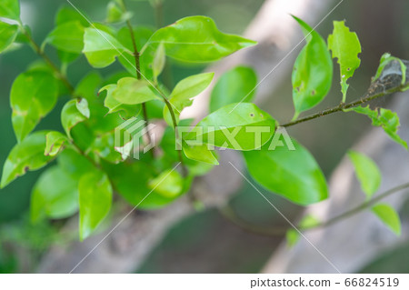 Rodent Mochi: Rattan (Amaceae, Ibotanaceae) bark/bark/bark/outer skin/bark/grain Rodent Mochi: Rattan (Amaceae, Ibotanaceae) bark/bark/bark/outer skin/bark/grain 66824519