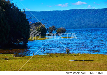 Lake St Clair in Tasmania Lake St Clair in Tasmania 66824603