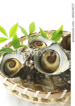 Turban shell 11 Turban shell 11 66824637