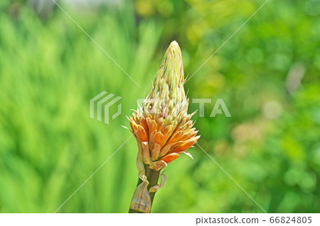 Tritoma flower 66824805