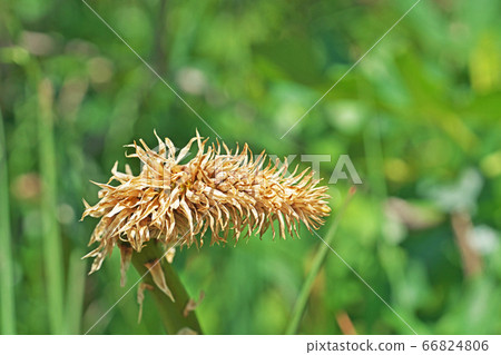 Tritoma flower 66824806