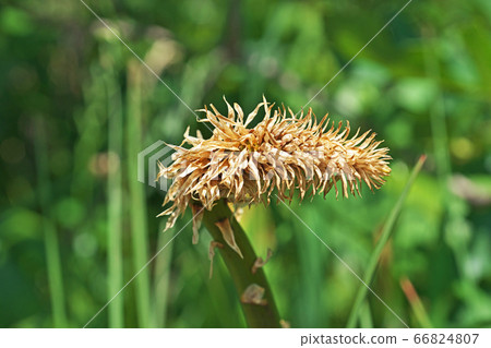 Tritoma flower 66824807