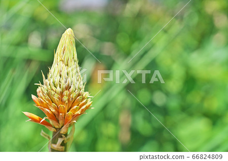 Tritoma flower Tritoma flower 66824809