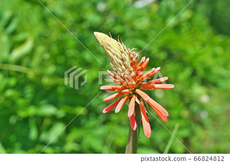 Tritoma flower 66824812