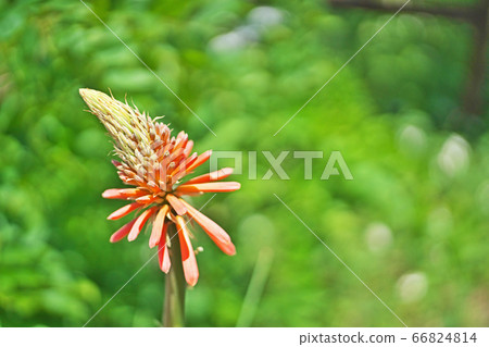 Tritoma flower 66824814