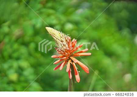 Tritoma flower 66824816