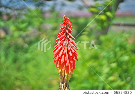 Tritoma flower 66824820