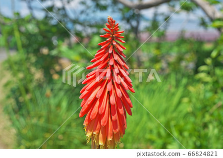 Tritoma flower 66824821