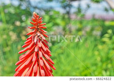 Tritoma flower 66824822