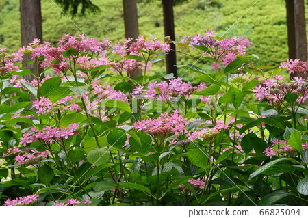 Landscape with flowers Hydrangea 66825094