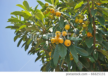 彩色的fruit果 彩色的fruit果 66825131