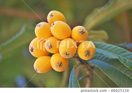 Colored loquat fruit Colored loquat fruit 66825138