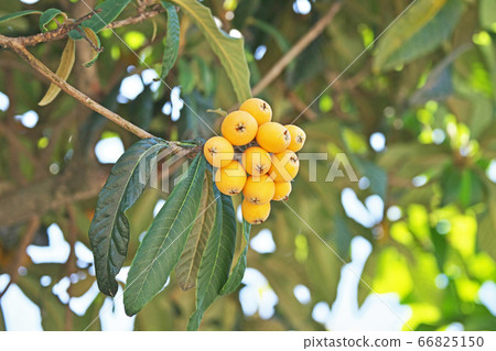 Colored loquat fruit 66825150